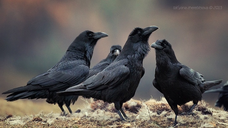 A murder of crows -Tat'yana Zherebtsova