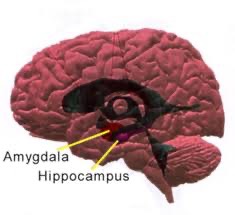 amygdala hippocampus
