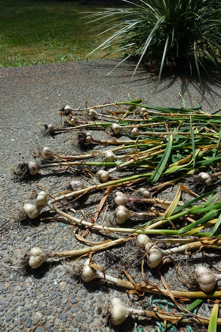 Garlic drying -Will Thomas photo
