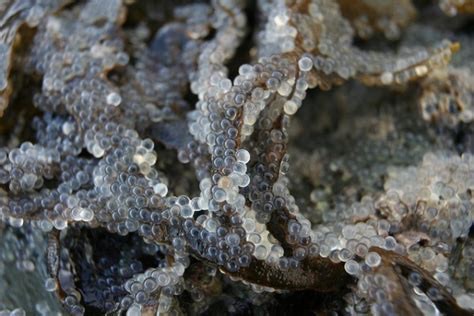 Herring Spawn- a Smorgasbord for Marine Mammals in the ... smruconsulting.com