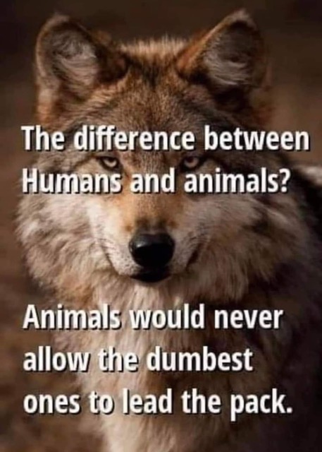 Humans not as smart as other animals