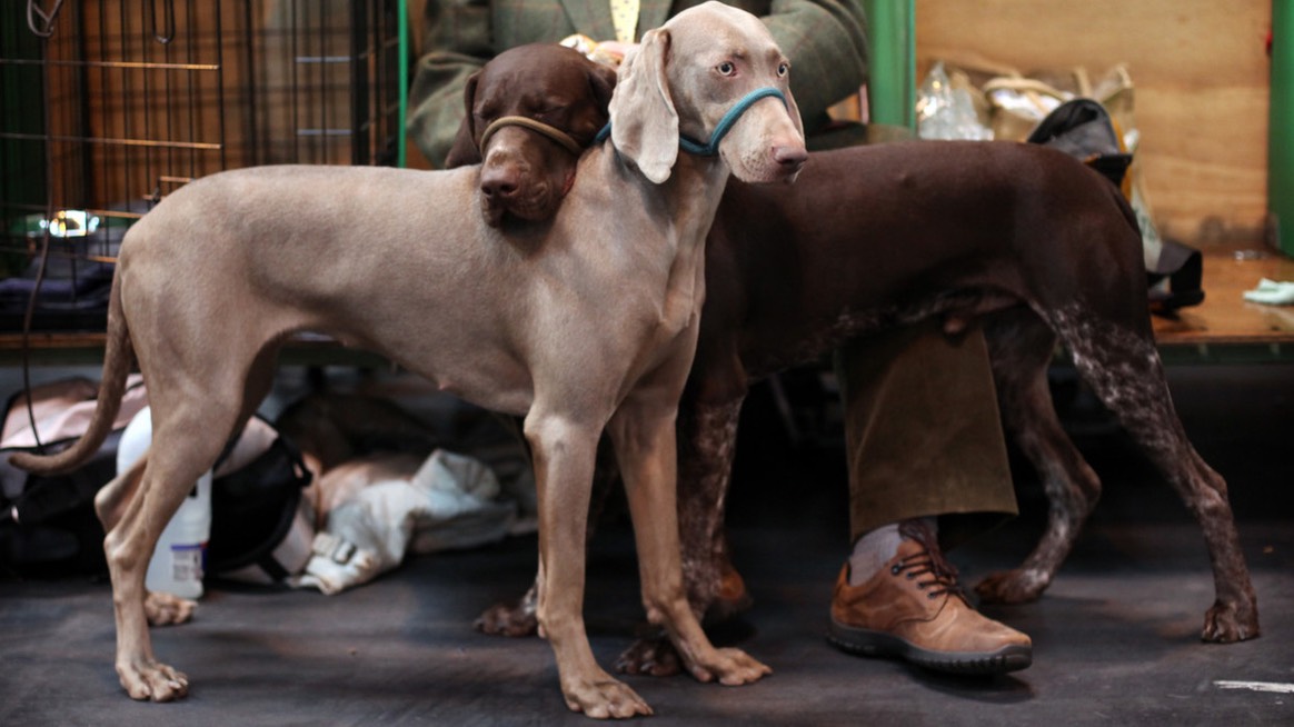 Russian hounds cancelled! - AP Photo:Simon Dawson