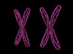 xx chromosomes