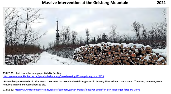 Hundres of EMF-damaged trees chopped down on Geisberg Mountain