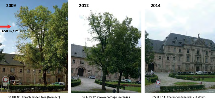 Linden Tree cut down 2009 2012 2014